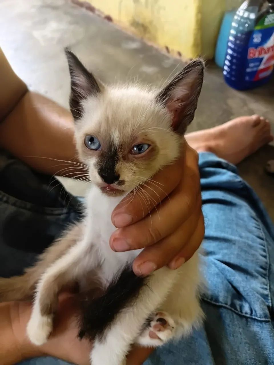 Gatinho de quase 2 meses  - Foto 2