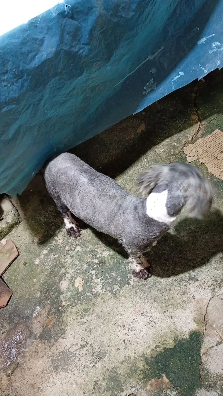 Doação de podow  - Foto 2