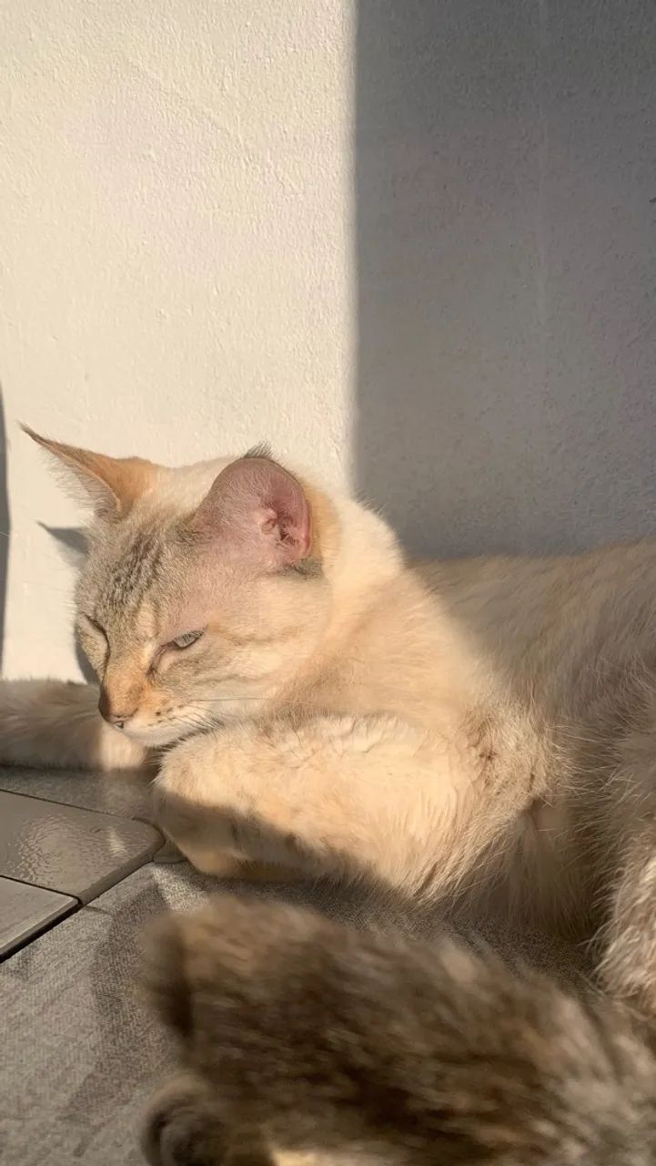 gata castrada e dócil  - Foto 2
