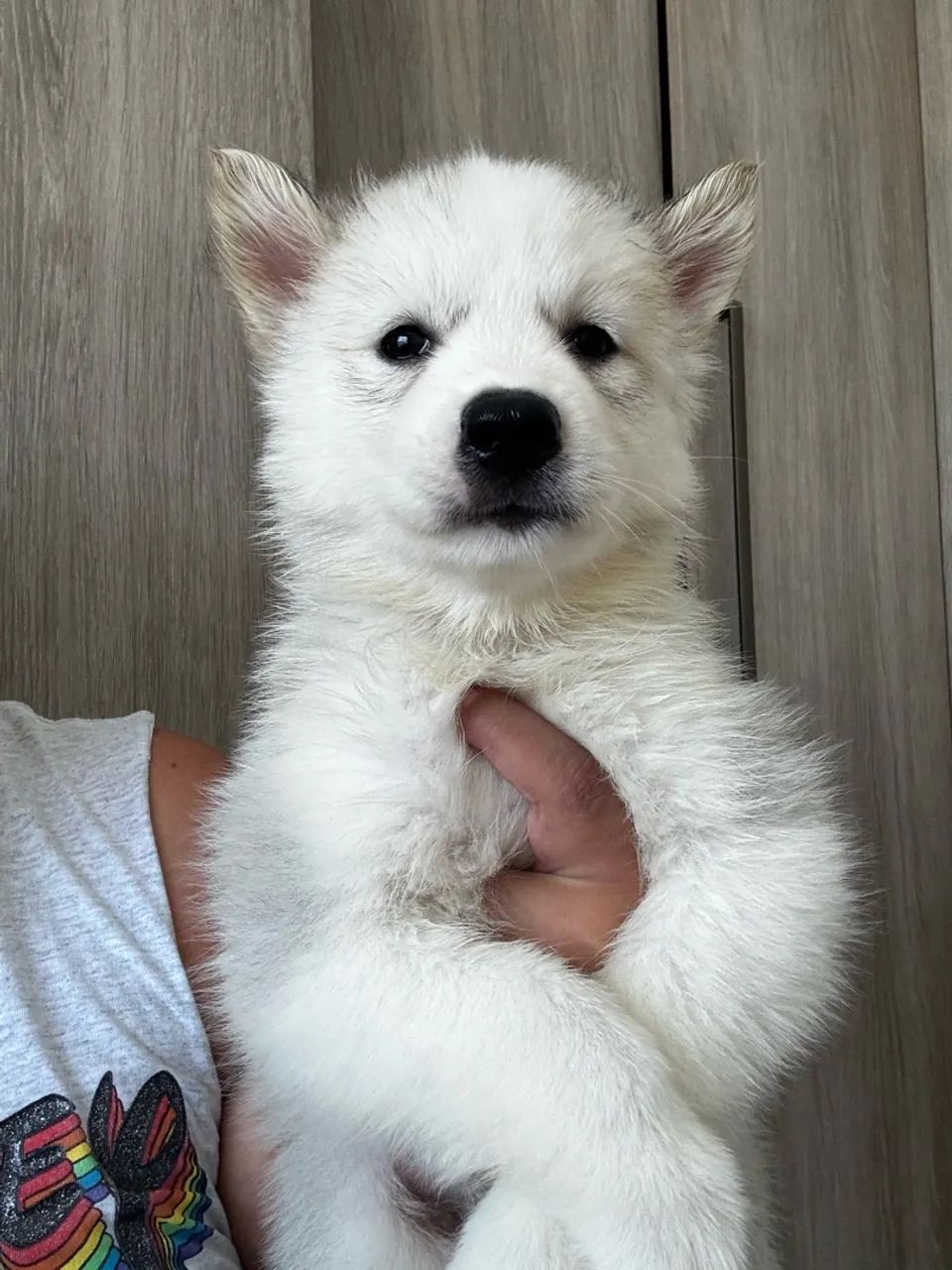 Husky - Foto 2