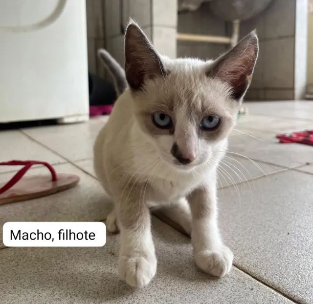 Adoção de gatos - Foto 4