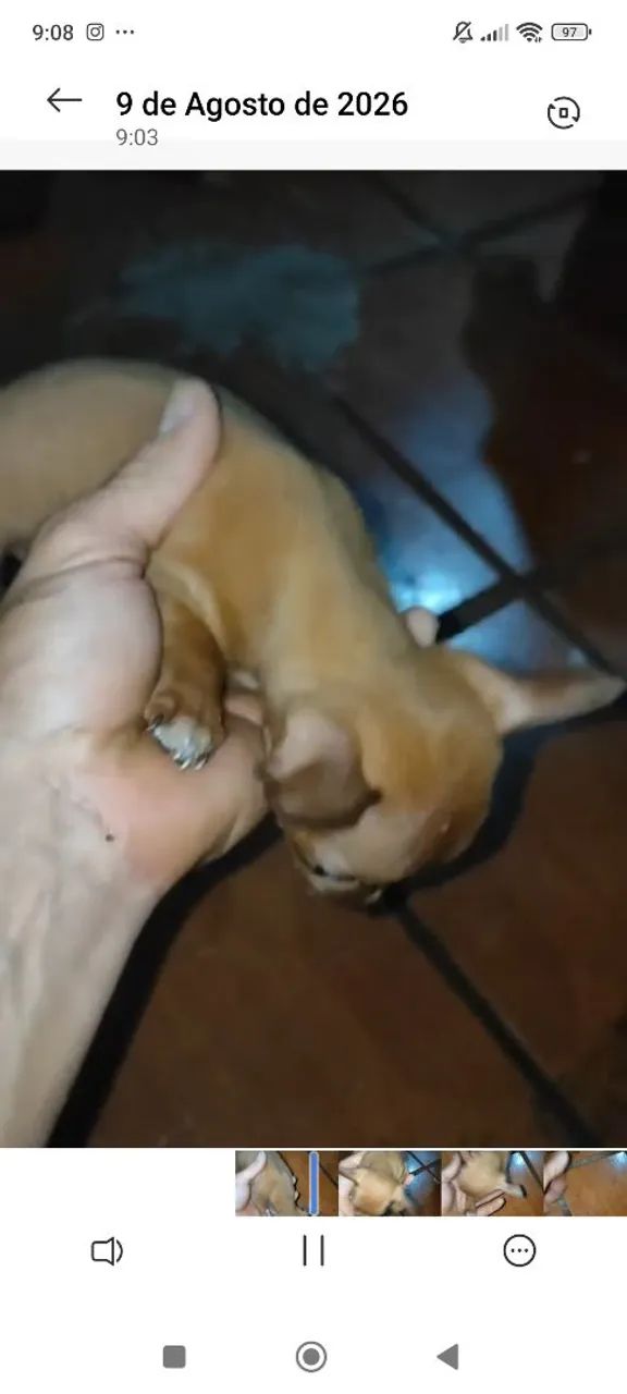 Pincher 