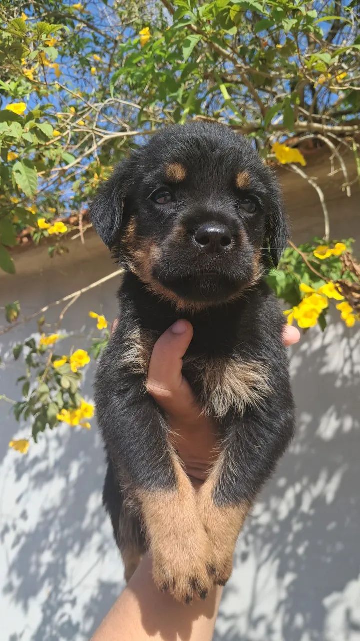 Rottweiler fêmea  - Foto 2