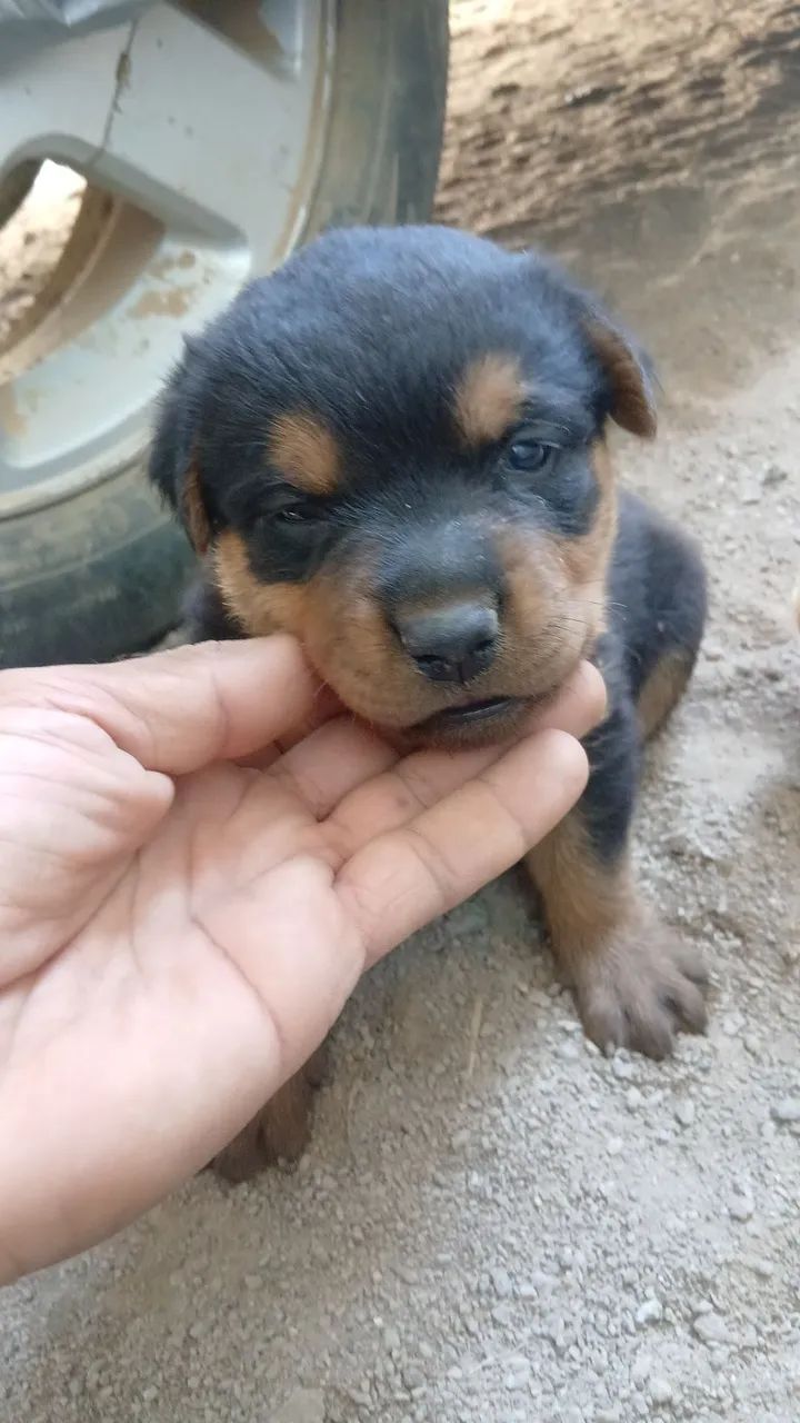 Filhotes rottweleir  - Foto 3