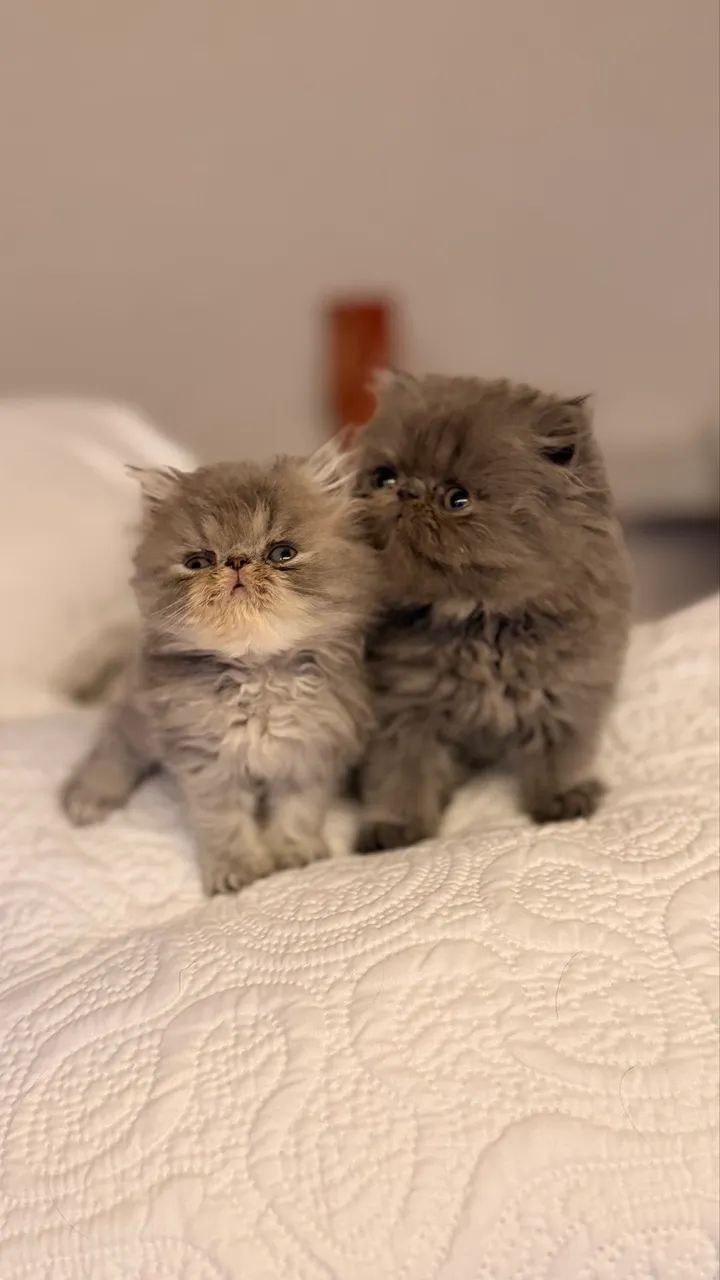 Gato Persa Linhagem Pura - Foto 4