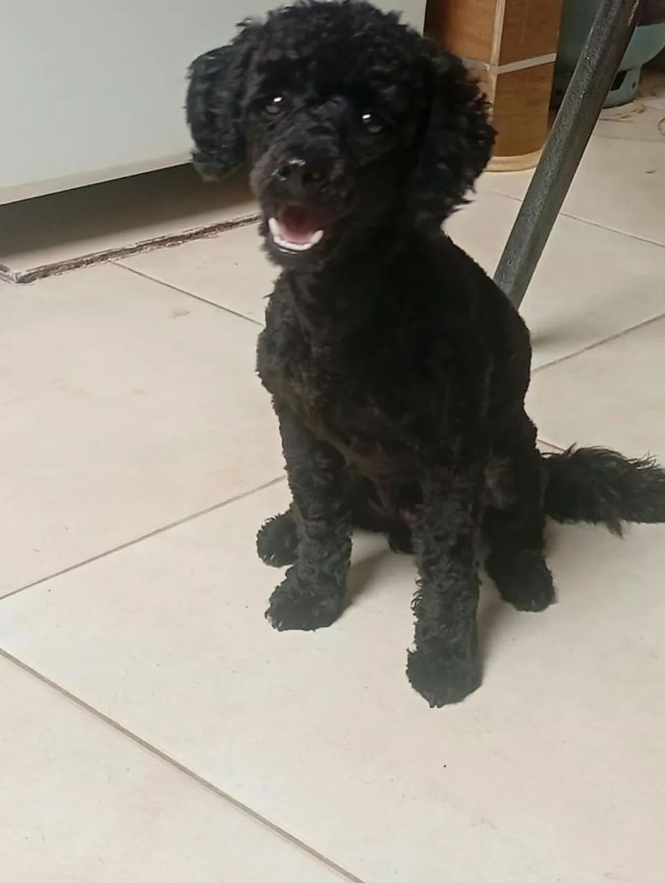 Poodle macho  - Foto 2