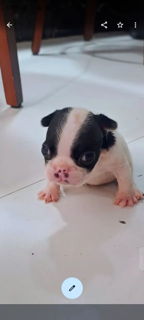Bulldog francês  - Foto 3