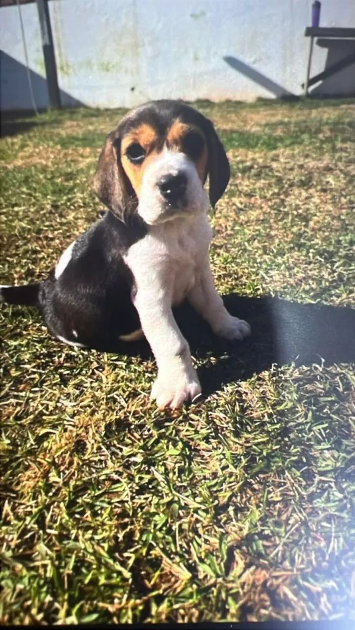 Cachorro - Foto 3