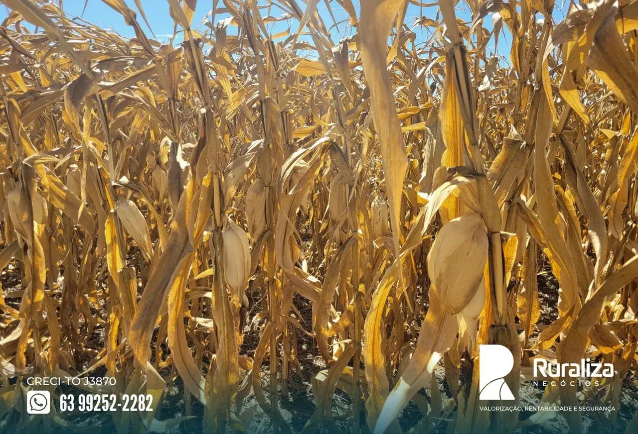 45 HA AGRICULTÁVEIS | NASCENTES | R$ 2,52 MILHÕES - Foto 3