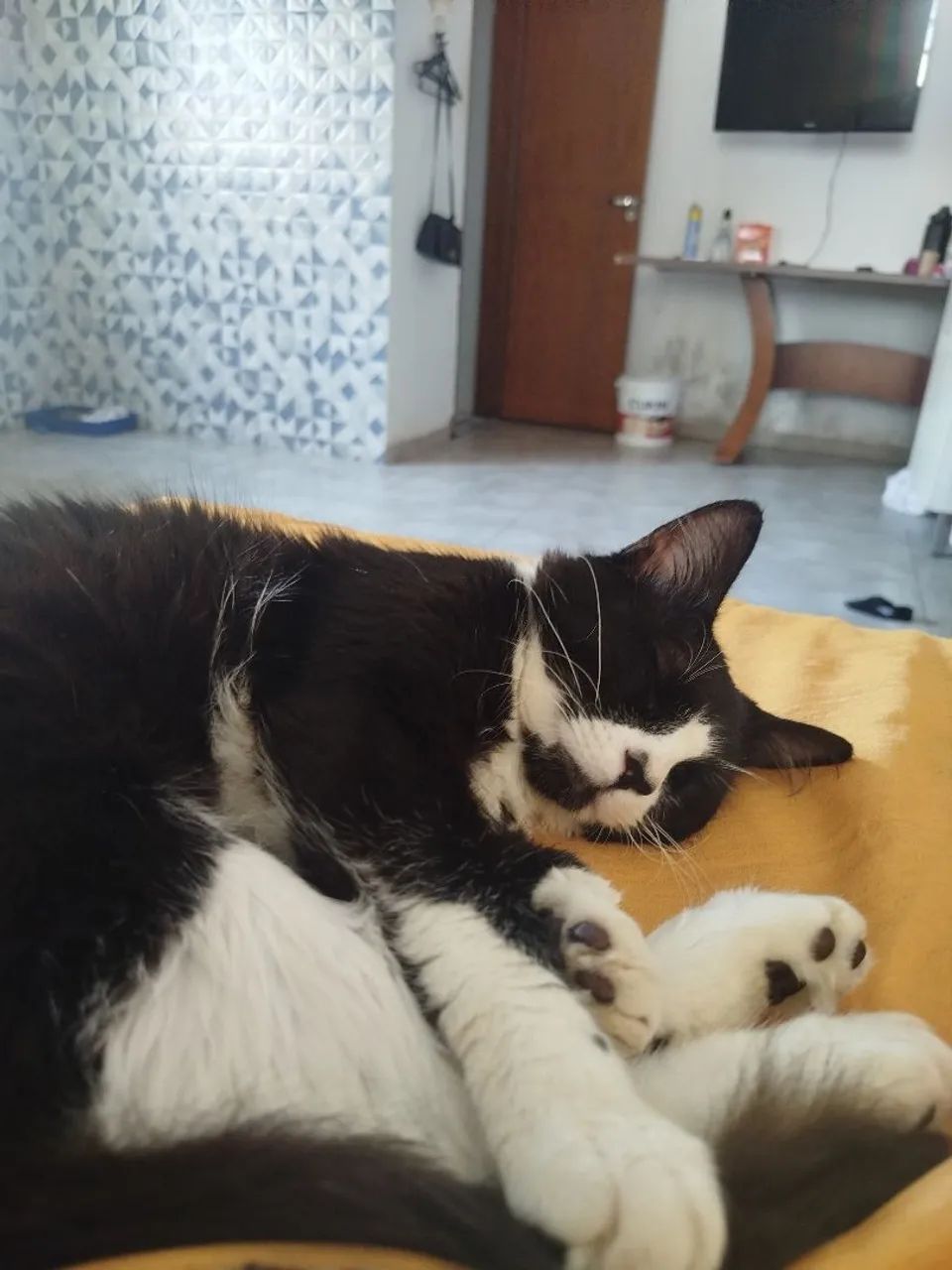 Adoção de gatinhos  - Foto 4