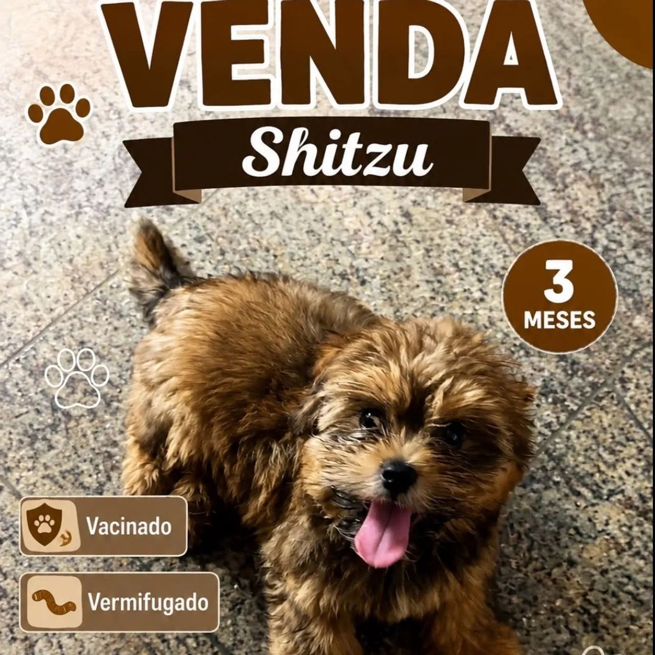 Shitzu fêmea 