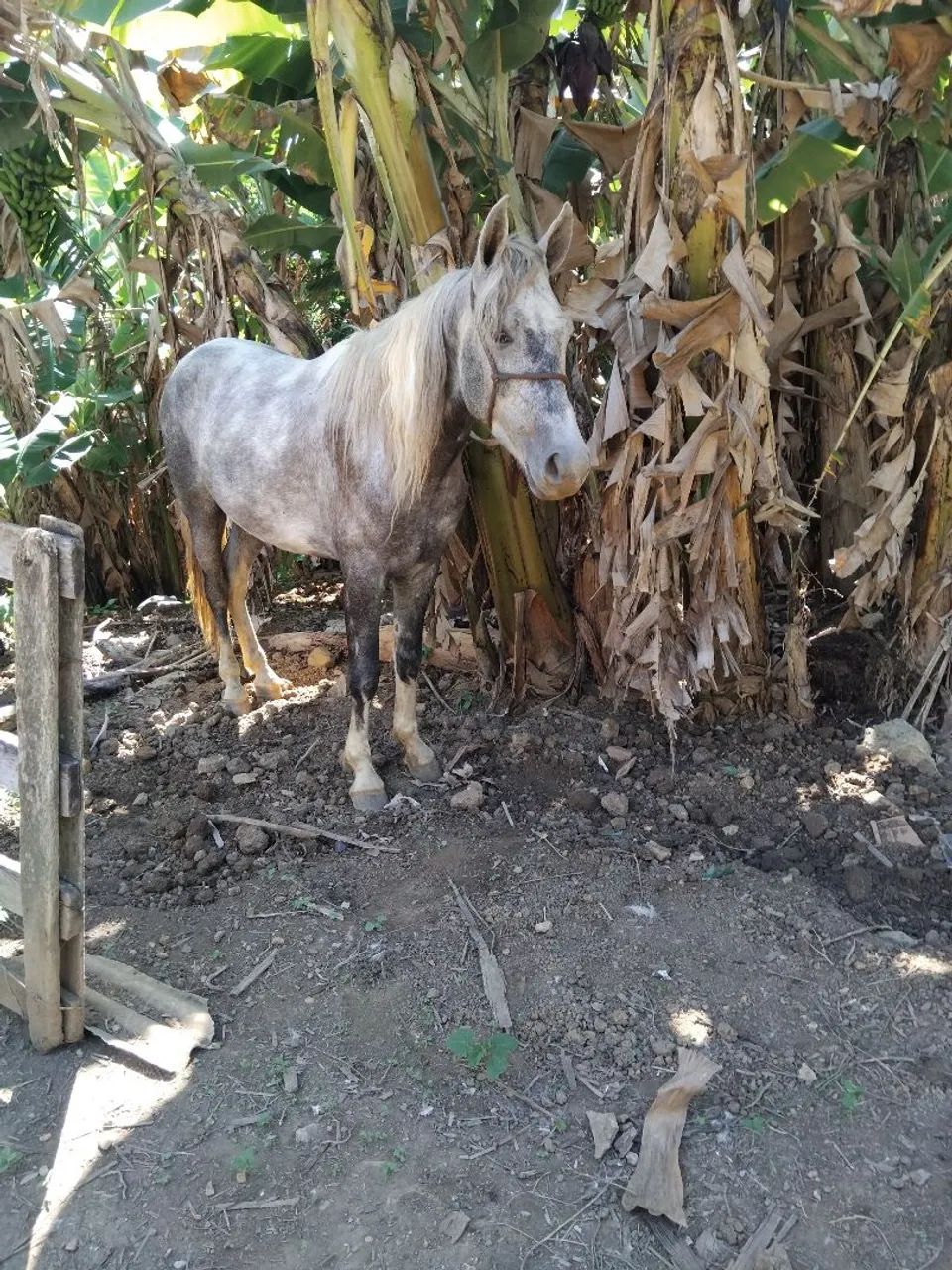 Vende se cavalo pampo turdilio já chipado e com documento provisório  - Foto 2