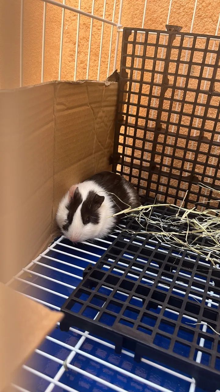 Gaiola com porquinho da índia  - Foto 2