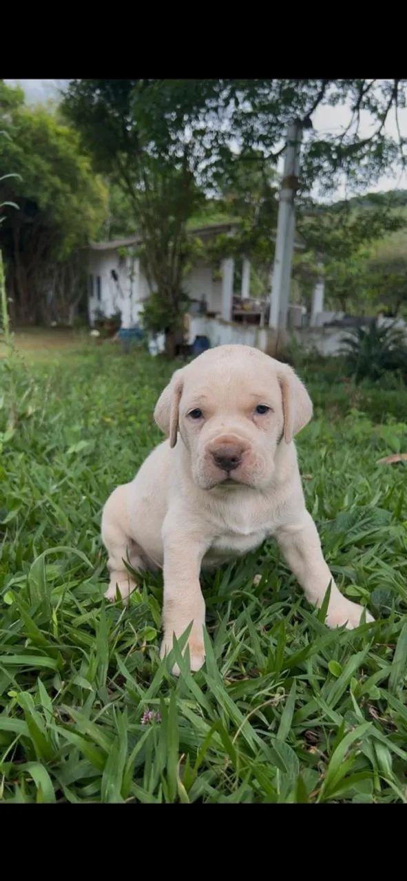 Filhotes de Cane Corso com pedigree - Foto 2