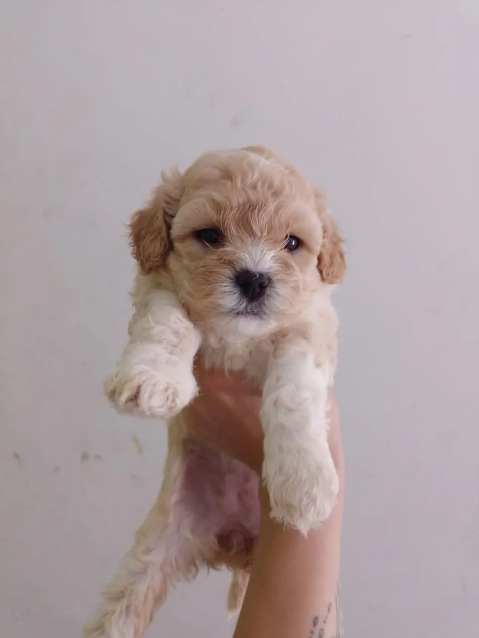 Poodle toy  - Foto 2