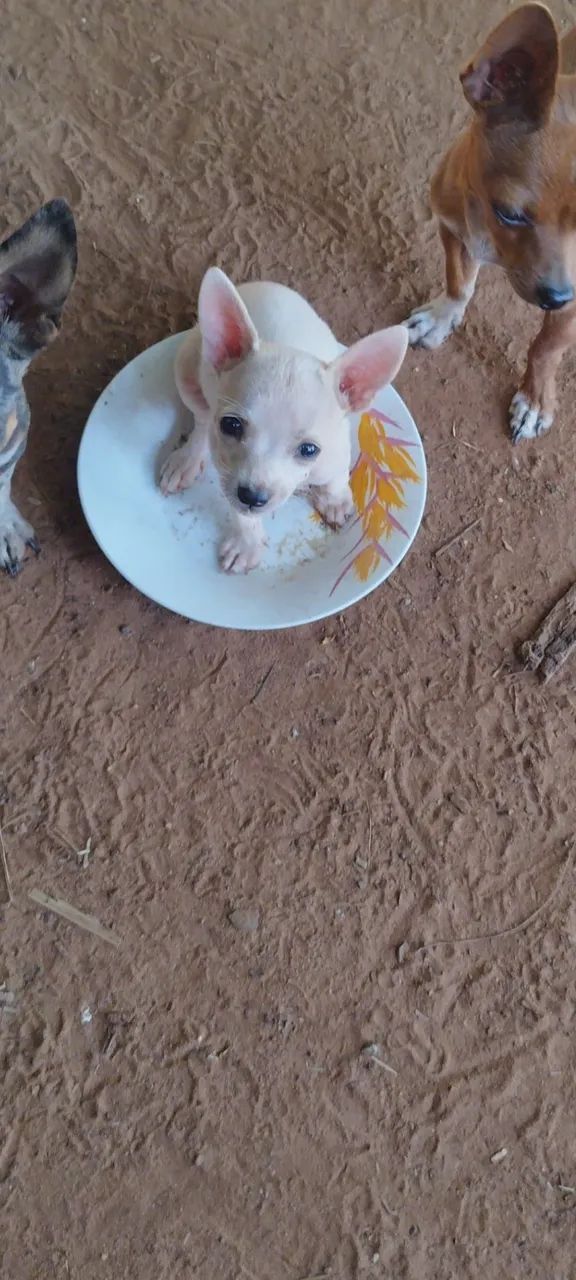 Animais pinscher zerinho