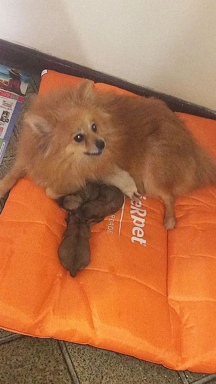 Spitz laranja  - Foto 3