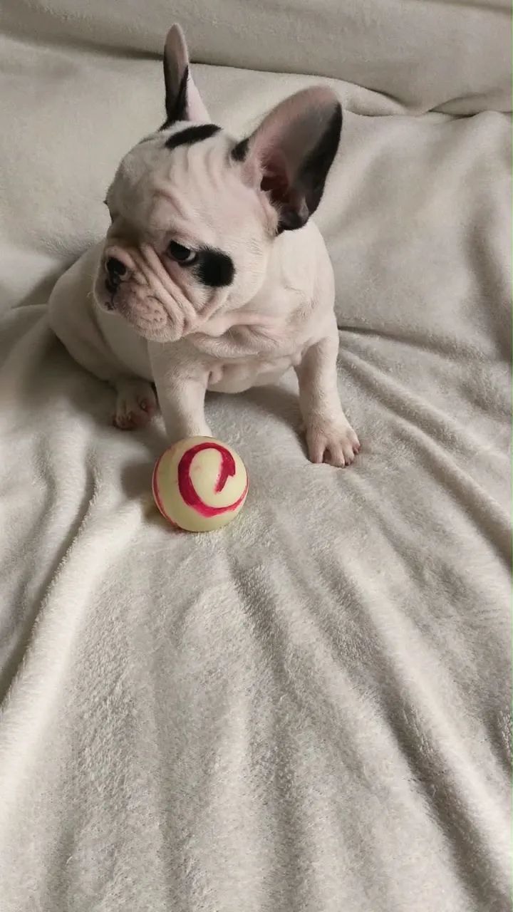 Bulldog francês macho  - Foto 3