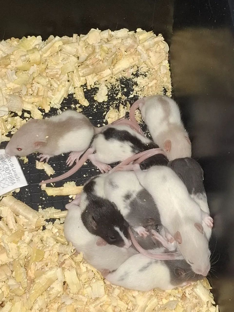 Filhotes de Rato twister  - Foto 4