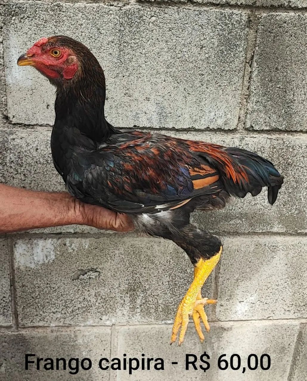 Galinha caipira  - Foto 4