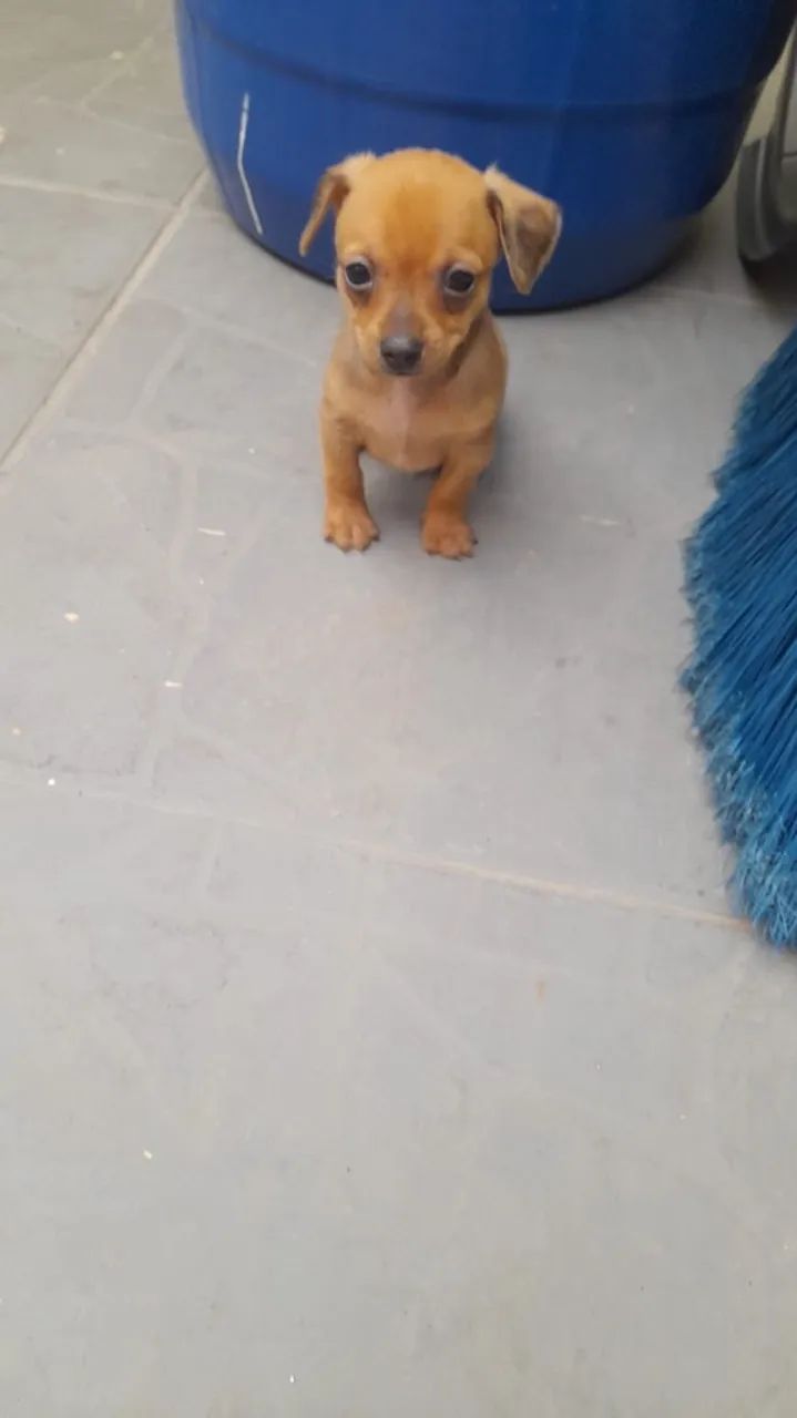 pinscher  - Foto 5