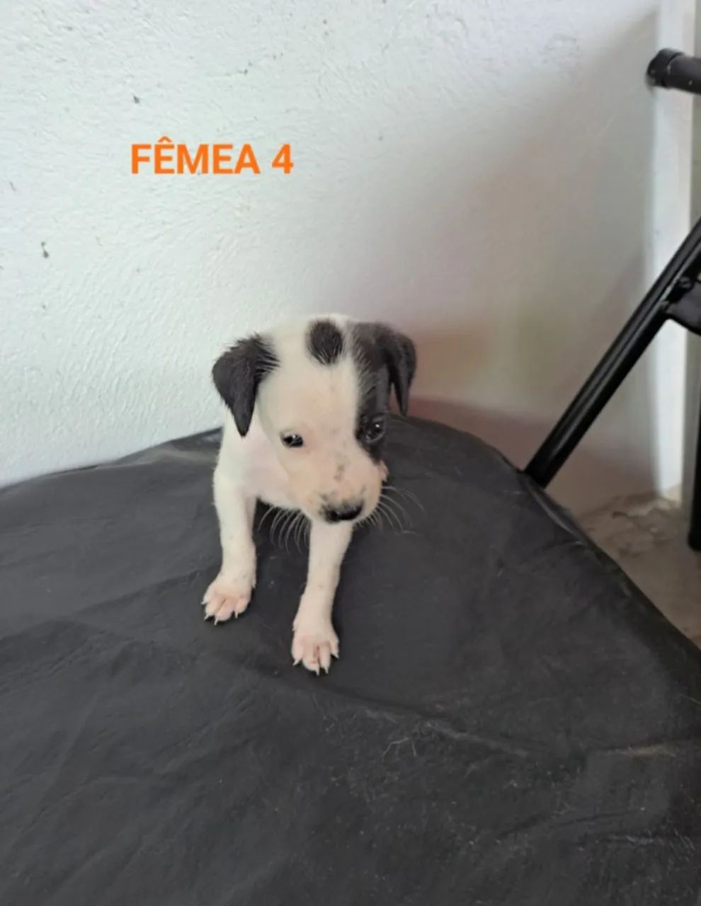 Cães Para Adoção 