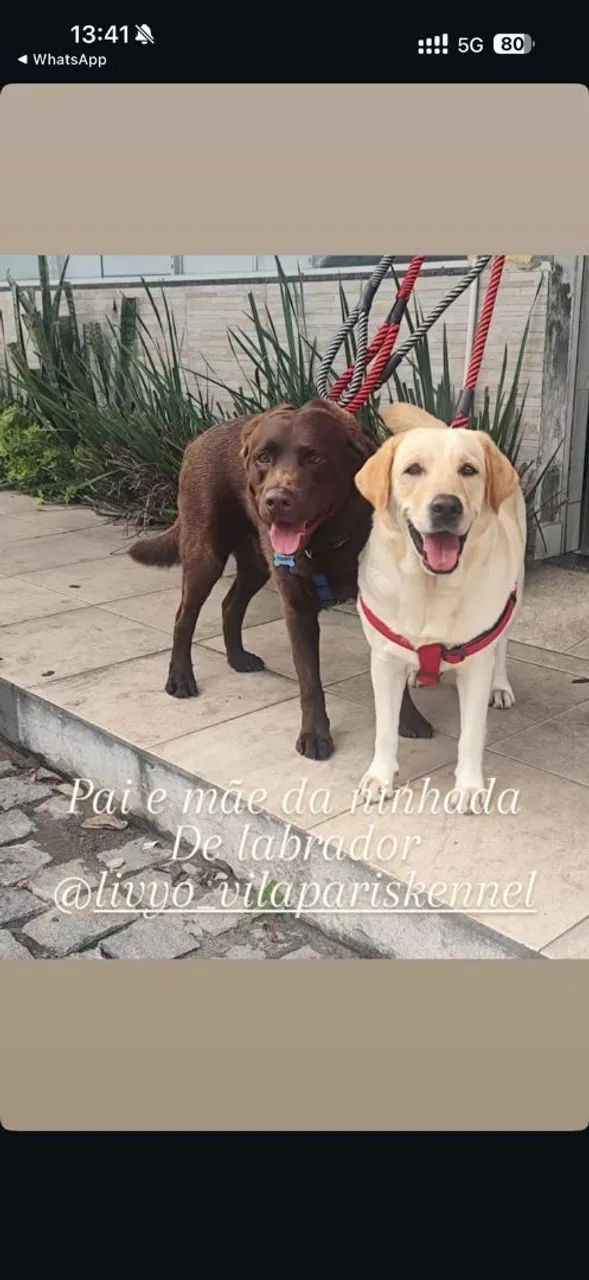 LABRADOR - Foto 4