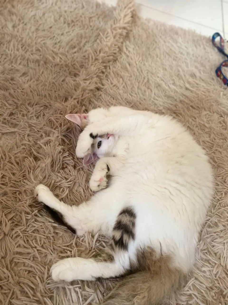 Gata castrada  - Foto 3