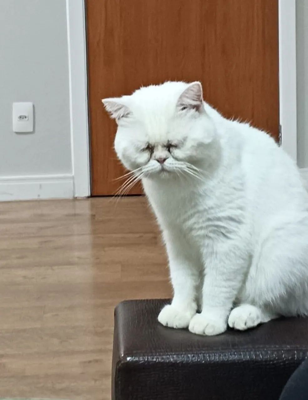 Persa Macho - Só Mil Reais