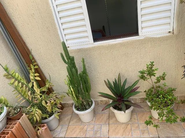 Plantas