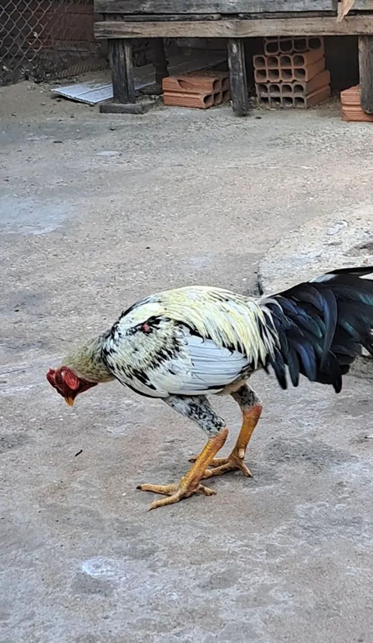 GALO INDIO  - Foto 4