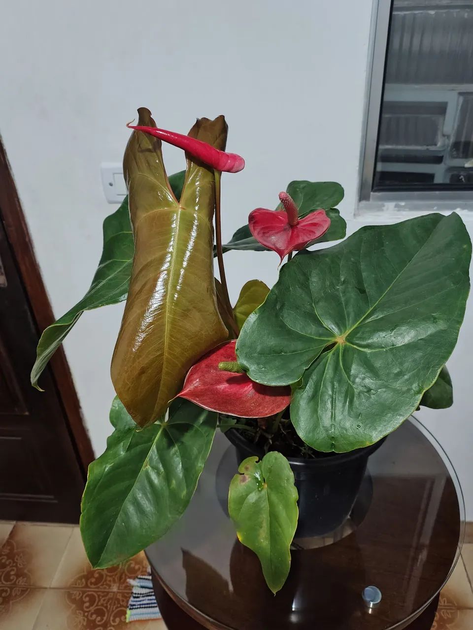 Vaso de planta antúrio 
