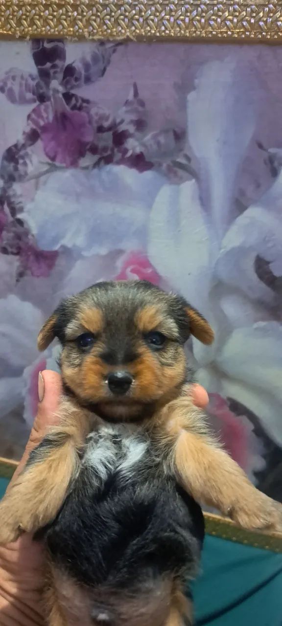Cachorro - Foto 2