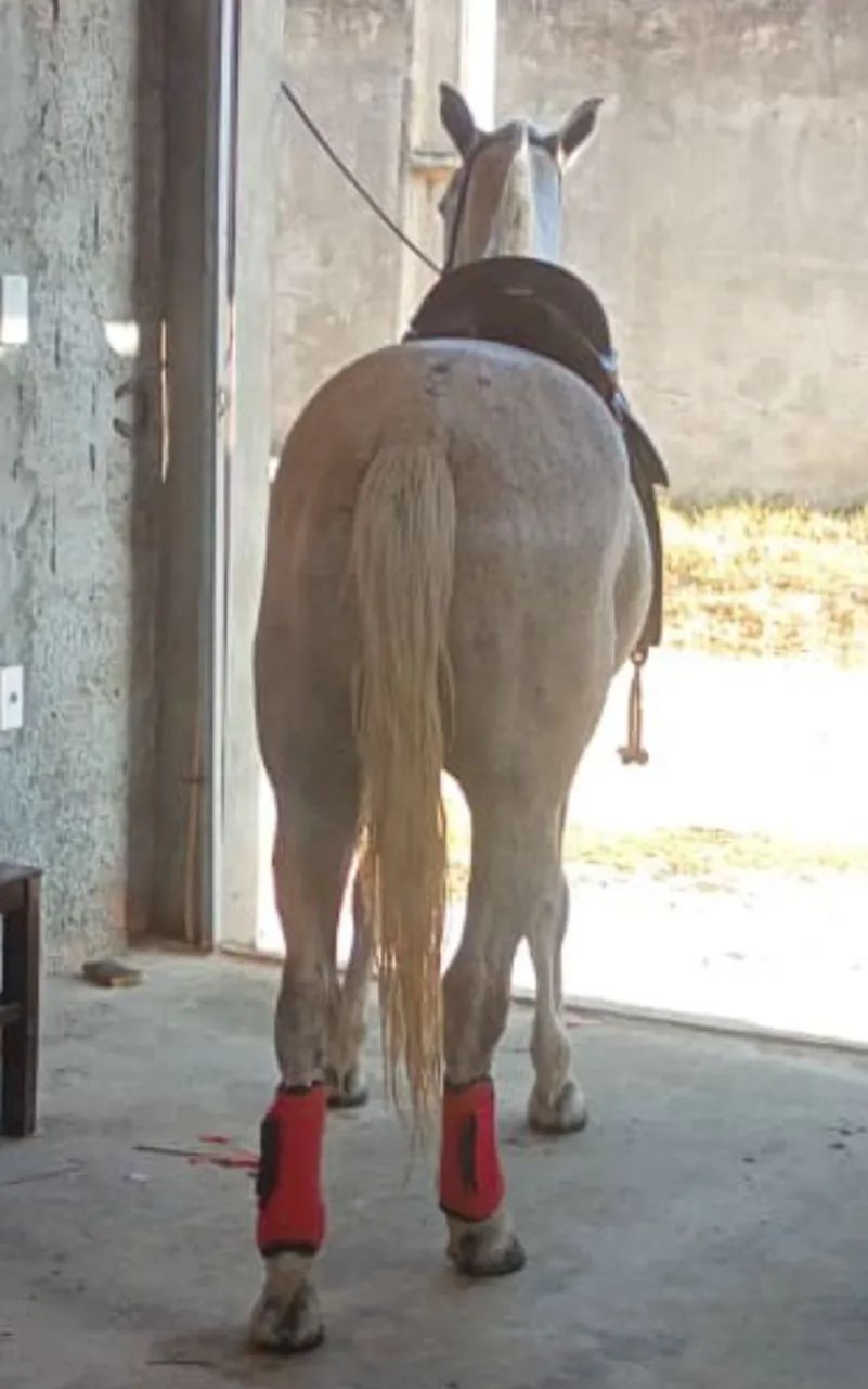 Cavalo bom e ligeiro 