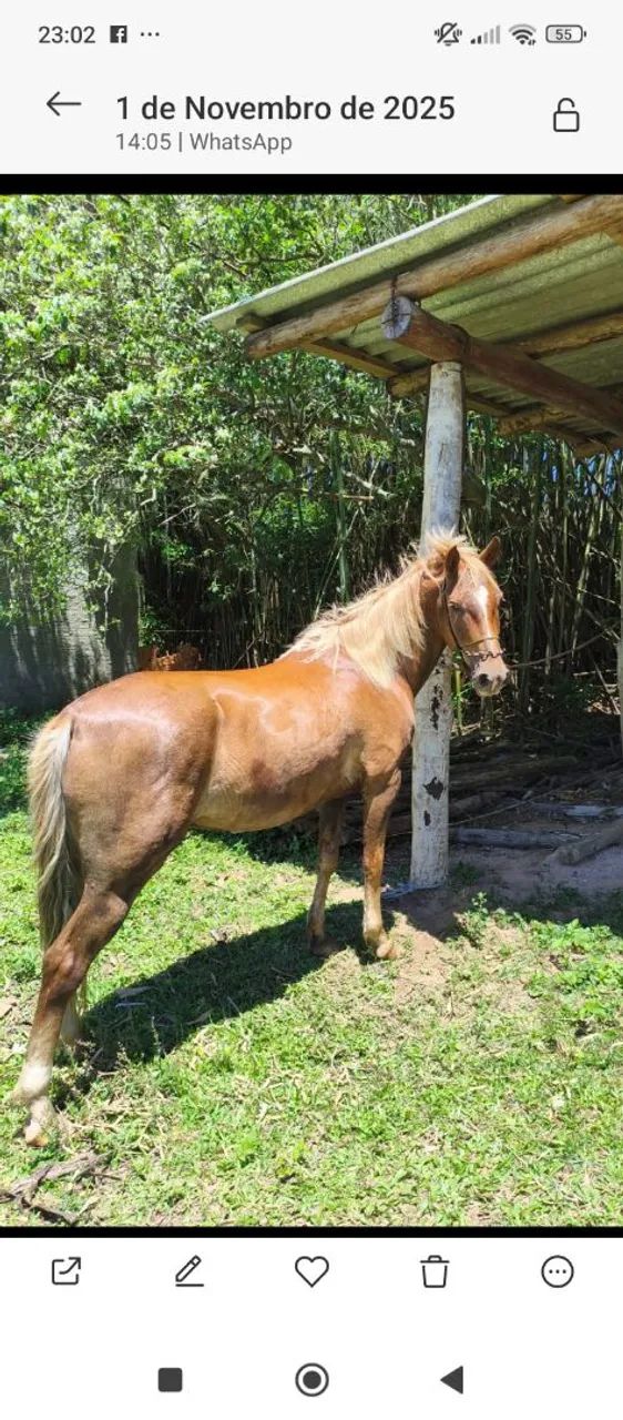Vendo cavalo alazao  - Foto 2