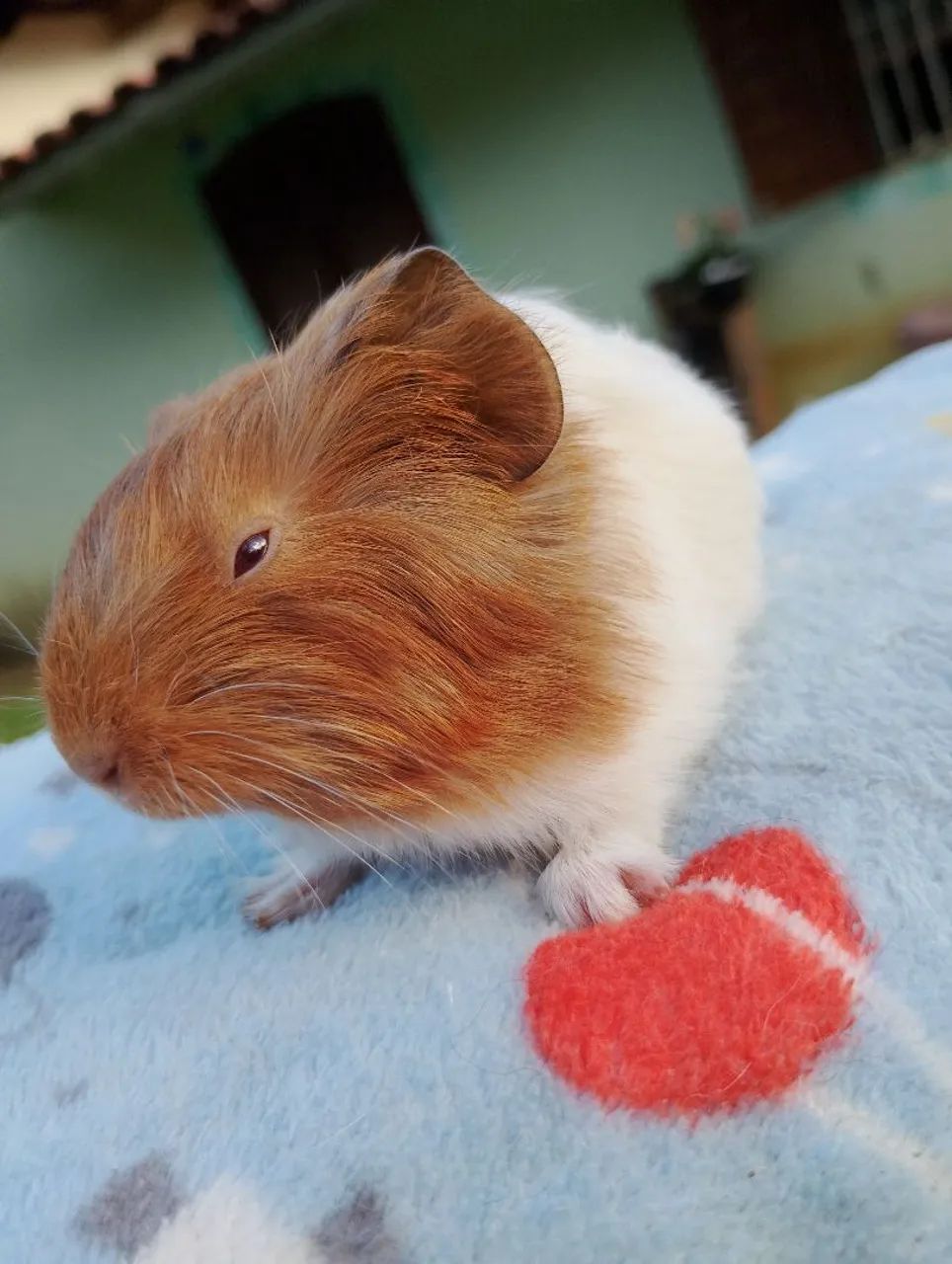 Porquinho da índia inglês 