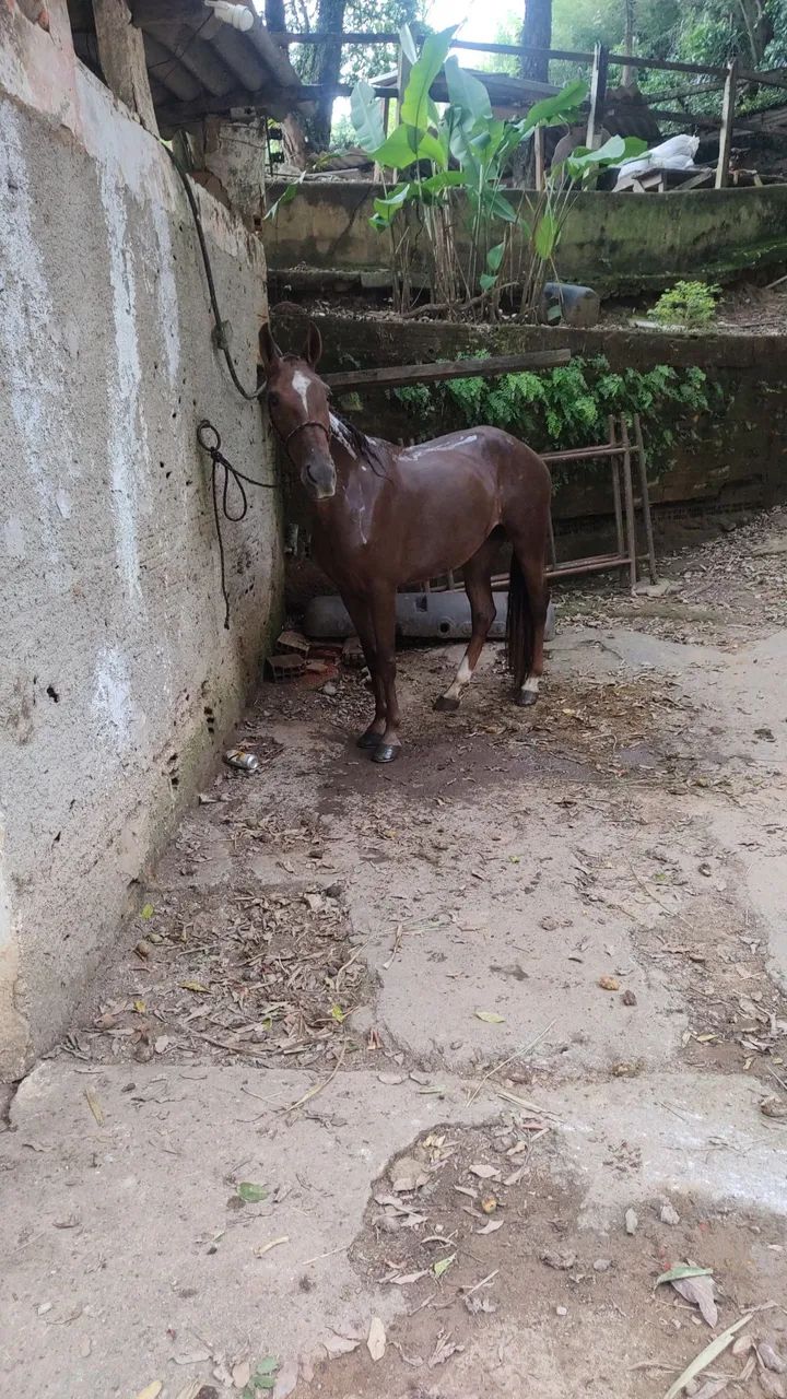 Vendo égua MM registrada no definitivo 