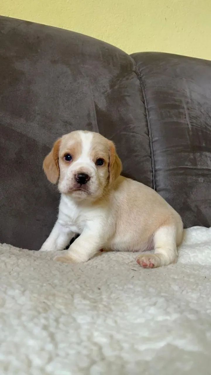 BEAGLES PERFEITOS - Foto 3