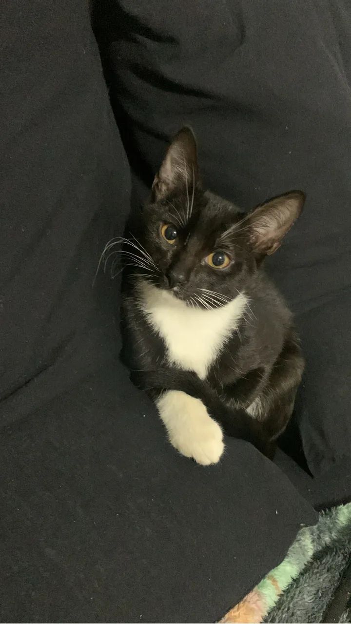 Doação de gato 