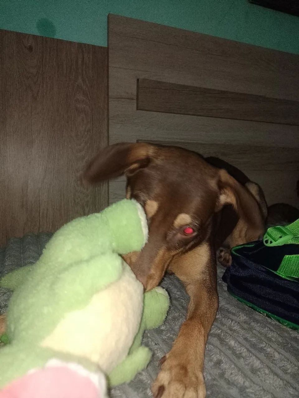 Adoção Responsável  - Foto 4