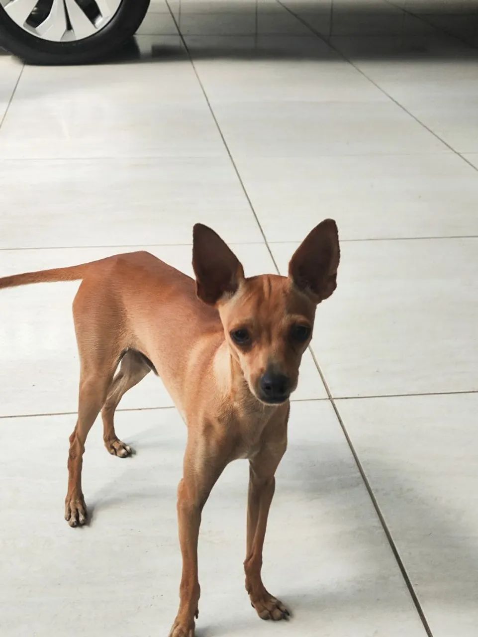 Pinscher  - Foto 5