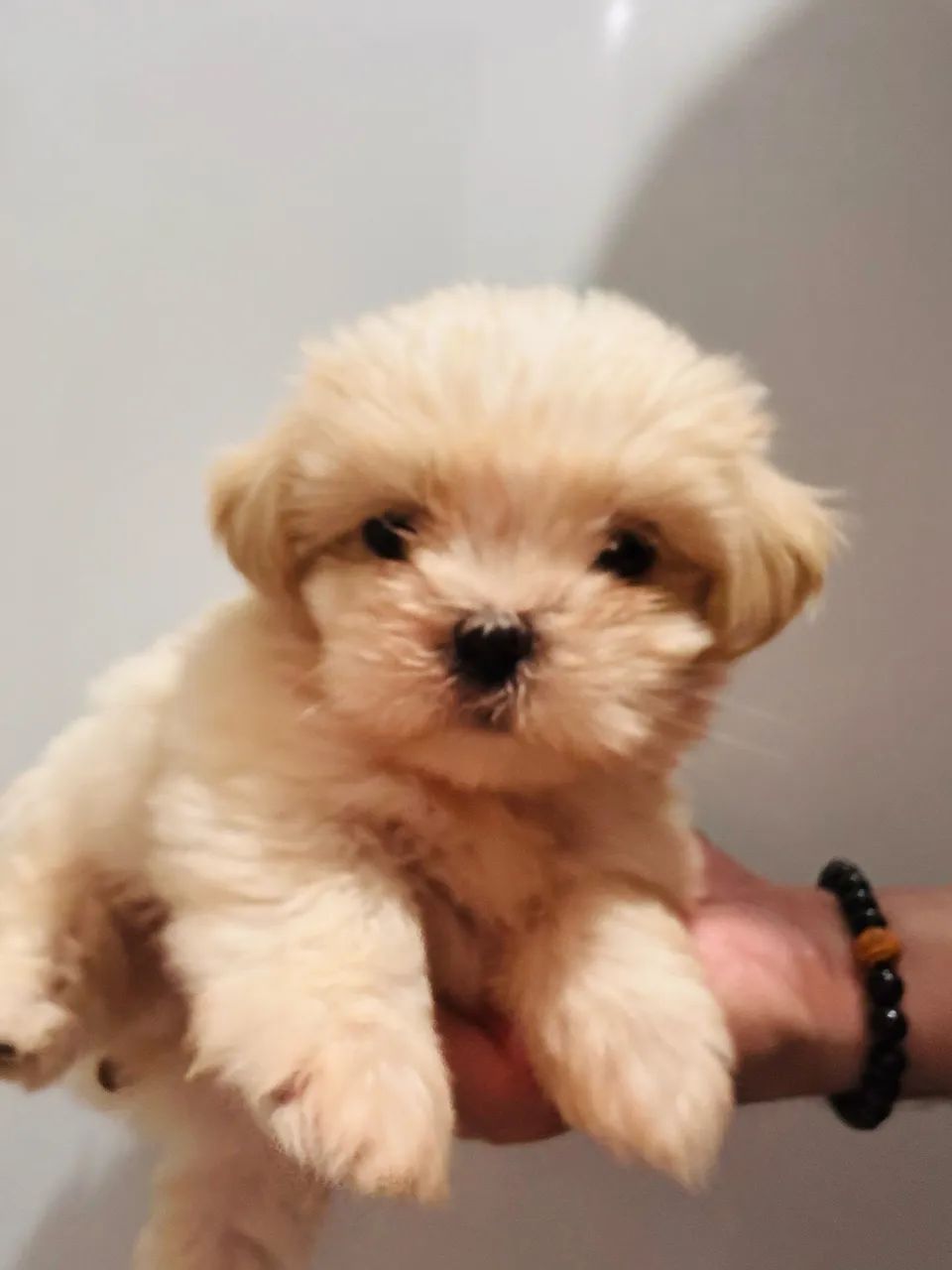 Lhasa Apso - Foto 2