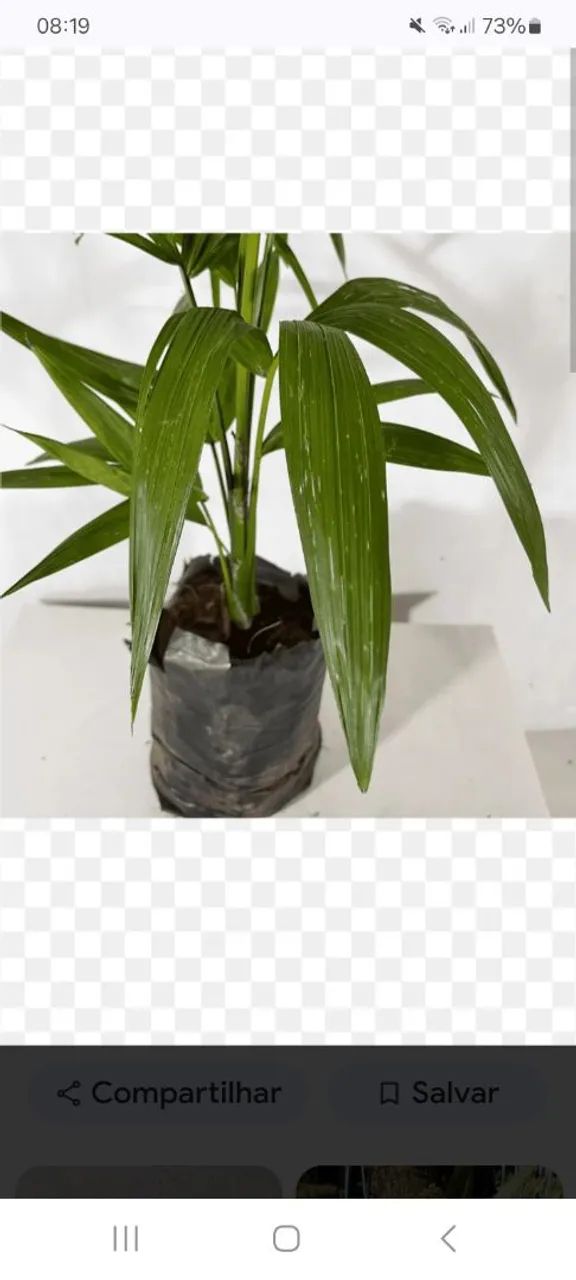 Vendo mudas de açaí 