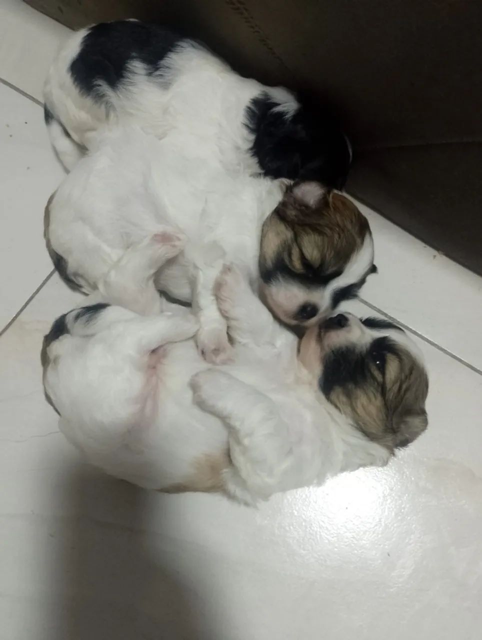Cachorro shitszu 