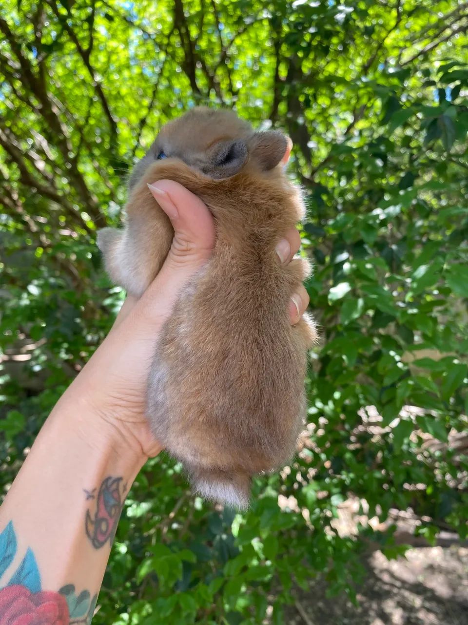 Vendo mini coelho netherland dwarf - Foto 4
