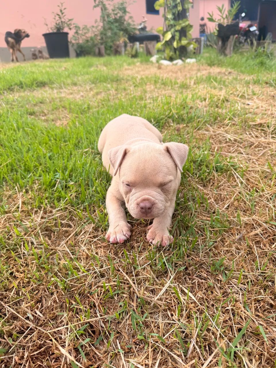 American bully pocket  - Foto 3