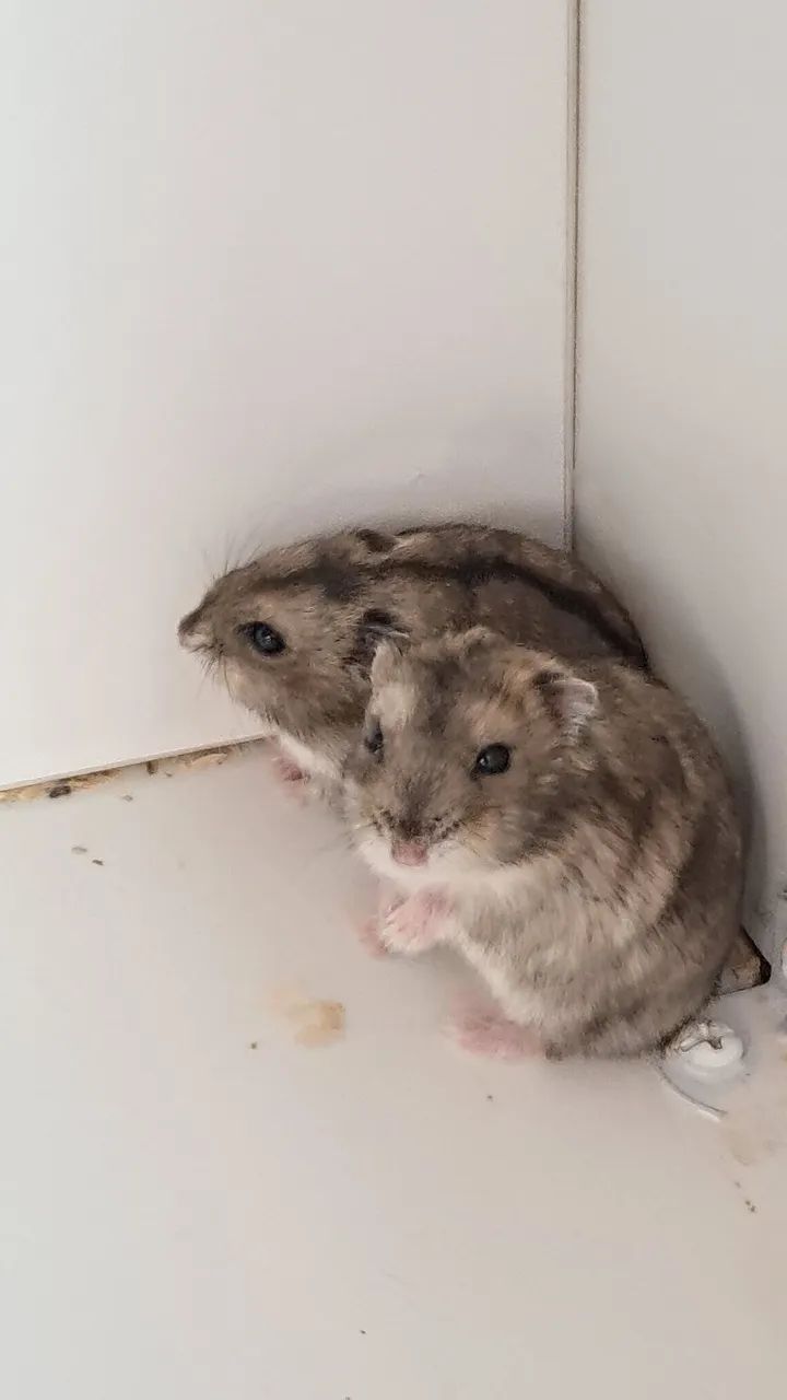 Hamster Anão fofo - Foto 5