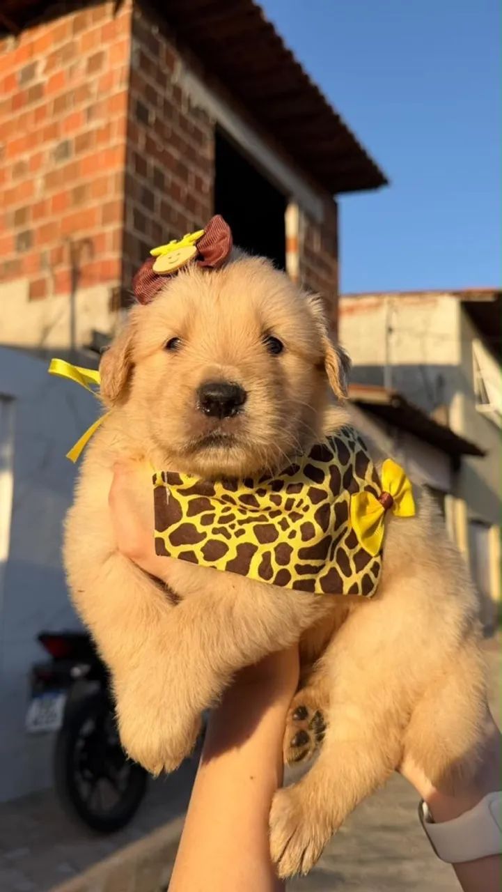 Filhotes golden RETRIVER  - Foto 5