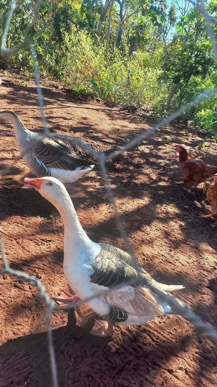 Casal de ganso 