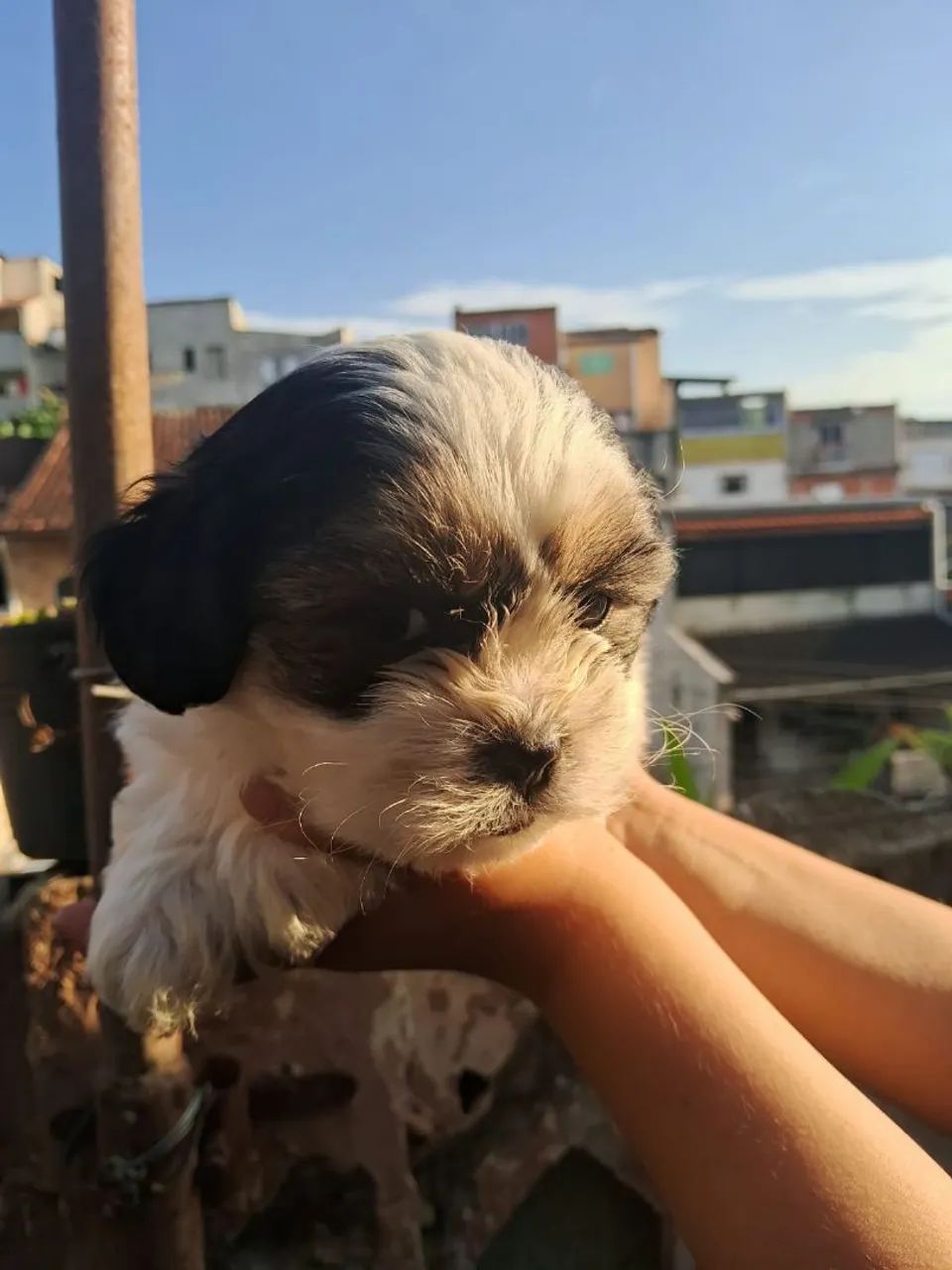 Filhote Lhasa Apso macho  - Foto 2